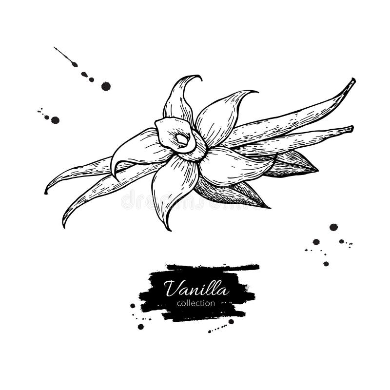 Dibujo del vector del palillo de la flor y de la haba de la vainilla Bosquejo drenado mano libre illustration