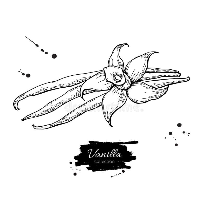 Dibujo del vector del palillo de la flor y de la haba de la vainilla Dé el ejemplo exhausto de la comida del bosquejo aislado en libre illustration