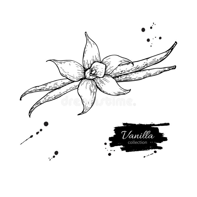 Dibujo del vector del palillo de la flor y de la haba de la vainilla Dé el ejemplo exhausto de la comida del bosquejo aislado en ilustración del vector