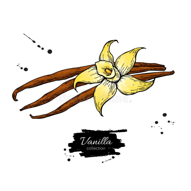 Dibujo del vector del palillo de la flor y de la haba de la vainilla Ejemplo dibujado mano de la comida del bosquejo libre illustration