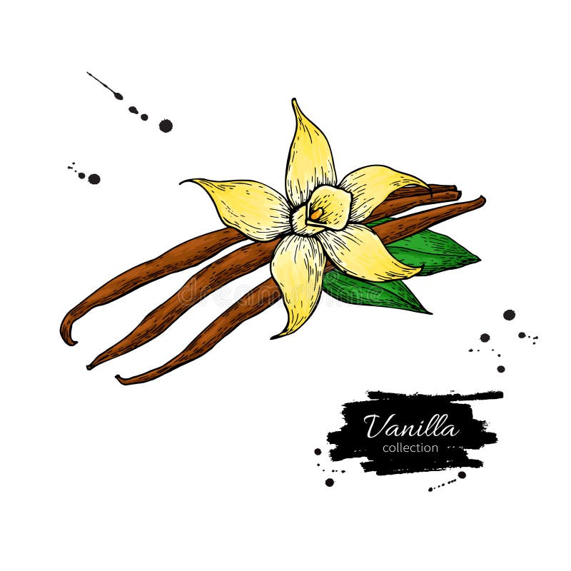 Dibujo del vector del palillo de la flor y de la haba de la vainilla Ejemplo dibujado mano de la comida del bosquejo libre illustration
