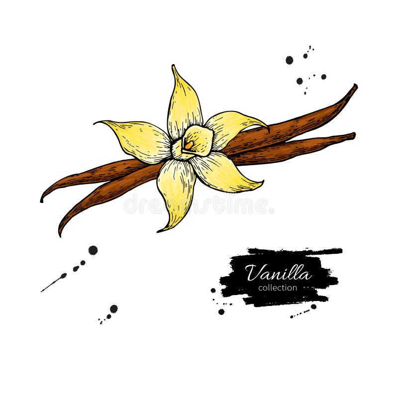 Dibujo del vector del palillo de la flor y de la haba de la vainilla Ejemplo dibujado mano de la comida del bosquejo stock de ilustración