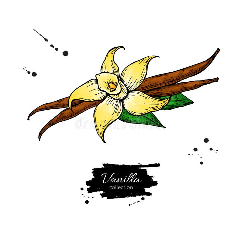 Dibujo del vector del palillo de la flor y de la haba de la vainilla Ejemplo dibujado mano de la comida del bosquejo libre illustration