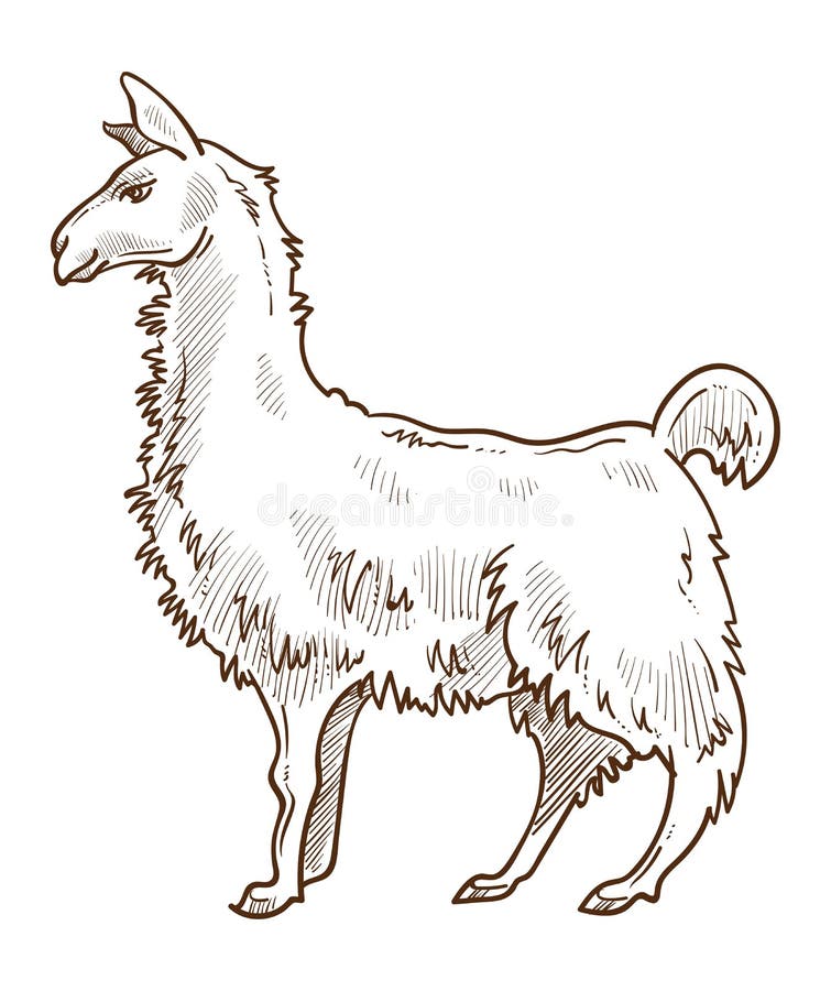 Dibujo dibujado a mano con la vista lateral de pie de animal de llamada libre illustration Dibujo dibujado a mano con la vista lateral de pie de animal de llamada libre illustration
