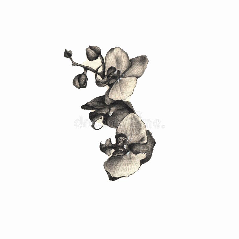 Dibujo En Blanco Y Negro De Una Hermosa Flor Foto de archivo - Imagen de creativo, arte: 198636004 Dibujo En Blanco Y Negro De Una Hermosa Flor Foto de archivo - Imagen de creativo, arte: 198636004