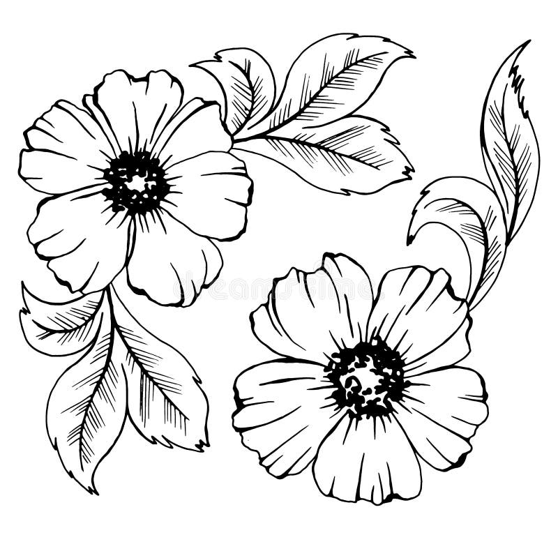 Dibujo En Flores Negras Y Blancas Y Hojas Aislado De Ilustraciones  Vectoriales Ilustración del Vector - Ilustración de prospere, trazado:  195274569