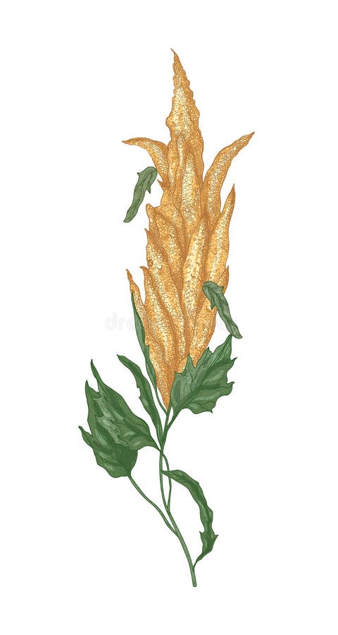 Dibujo Natural Decorativo De La Quinoa O Planta De Florecimiento Del  Amaranto O Inflorescencia Comida De Grapa O Cosecha De Grano Ilustración  del Vector - Ilustración de elegante, colorido: 150714723