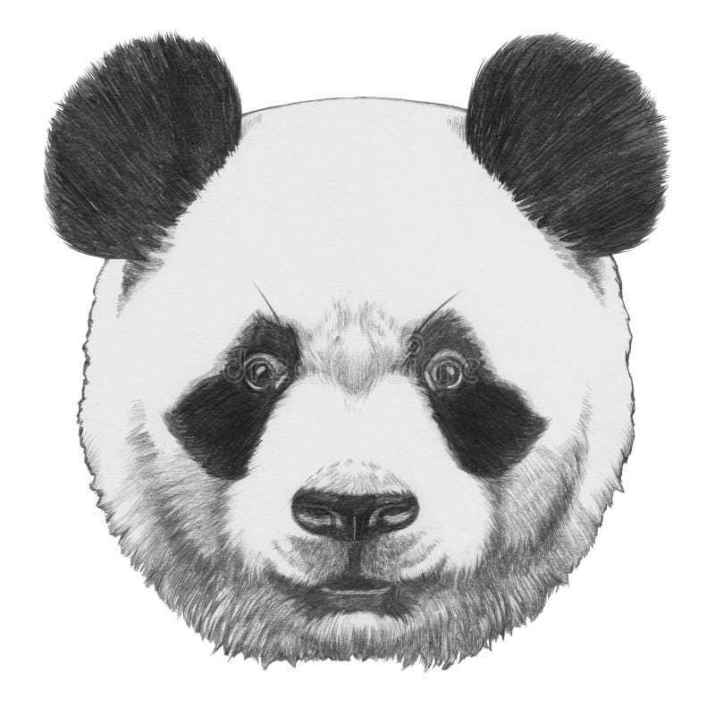 Dibujo original de la panda ilustración del vector Dibujo original de la panda ilustración del vector