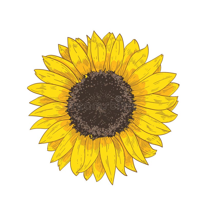 Dibujo Realista Natural Elegante De La Cabeza Del Girasol Detalle O Pieza De La Flor Magnífica O De La Mano Cultivada De La Cosec Ilustración del Vector - Ilustración de estilo, cubo: Dibujo Realista Natural Elegante De La Cabeza Del Girasol Detalle O Pieza De La Flor Magnífica O De La Mano Cultivada De La Cosec Ilustración del Vector - Ilustración de estilo, cubo: