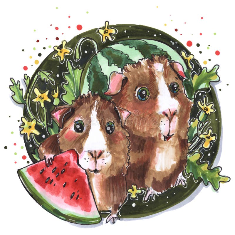 Animal cartoon style pair pets Guinea pigs Watermelon summer illustration. Animal cartoon style pair pets Guinea pigs Watermelon summer illustration