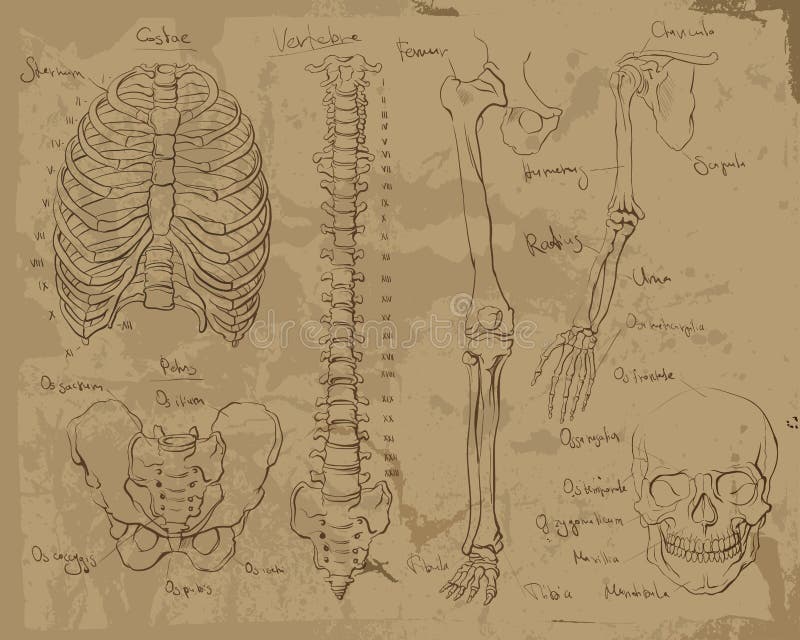 Dibujos De La Anatomía Humana Stock de ilustración - Ilustración de hueso,  garabato: 51388599