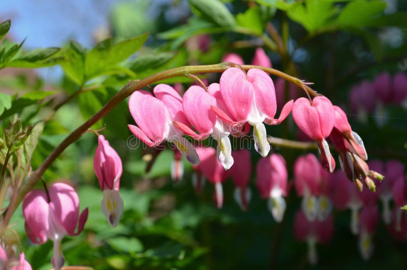 Dicentra stock photo. Image of floral, color, blossoms 56659036