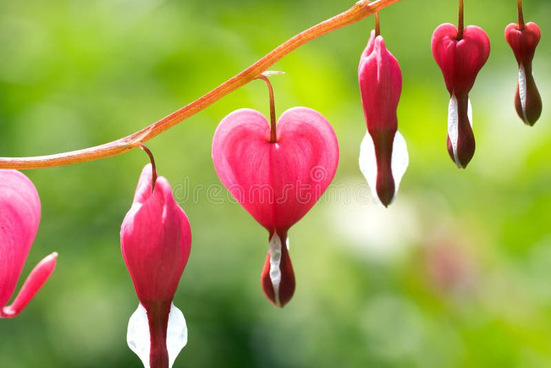 Dicentra - de Aftappende Bloemen van het Hart royalty-vrije stock afbeelding Dicentra - de Aftappende Bloemen van het Hart royalty-vrije stock afbeelding