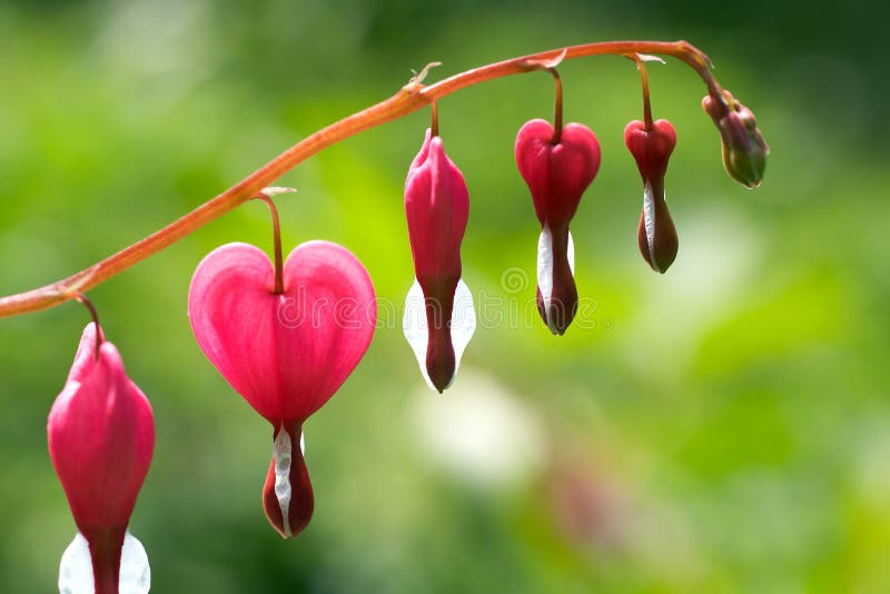 Dicentra - Bleeding Heart Flowers background. Dicentra - Bleeding Heart Flowers background