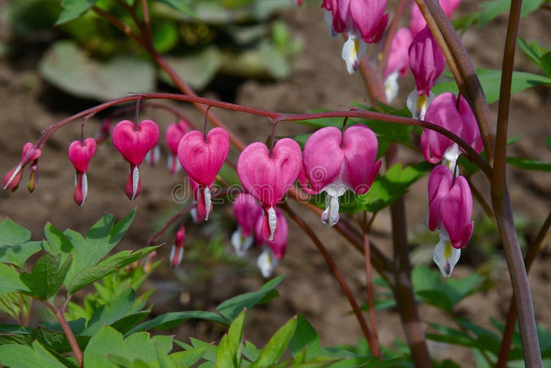 Dicentra or Flower Bleeding Hearts Stock Image Image of beauty, blooming 92780543
