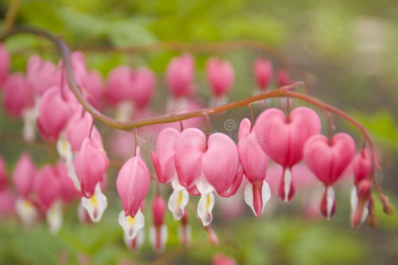 Purpurowe Czerwone Krwawiące Serce, Clerodendrum Thomsoniae Plant
