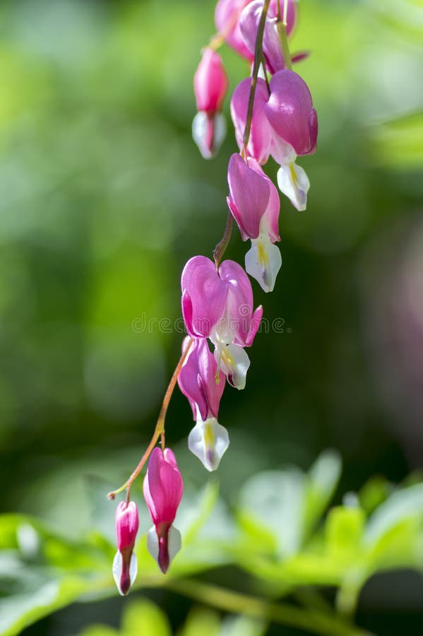 Dicentra Spectabilis Pink Bleeding Hearts on the Branch, Flowering ...