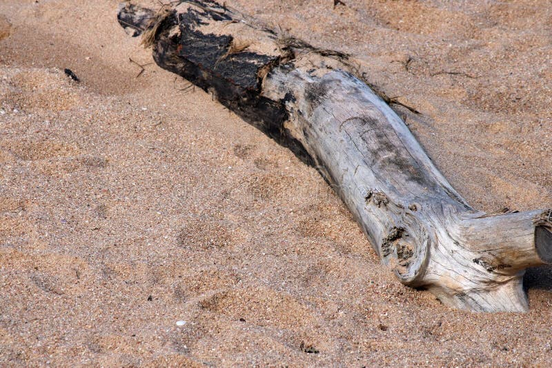 DICHTE MENING VAN DRIJFHOUT OP HET STRAND stock fotografie DICHTE MENING VAN DRIJFHOUT OP HET STRAND stock fotografie
