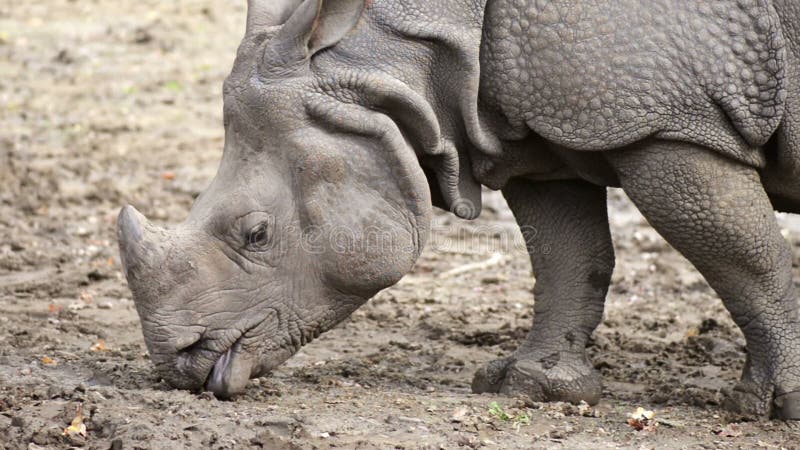 Dichte mening van een rinoceros