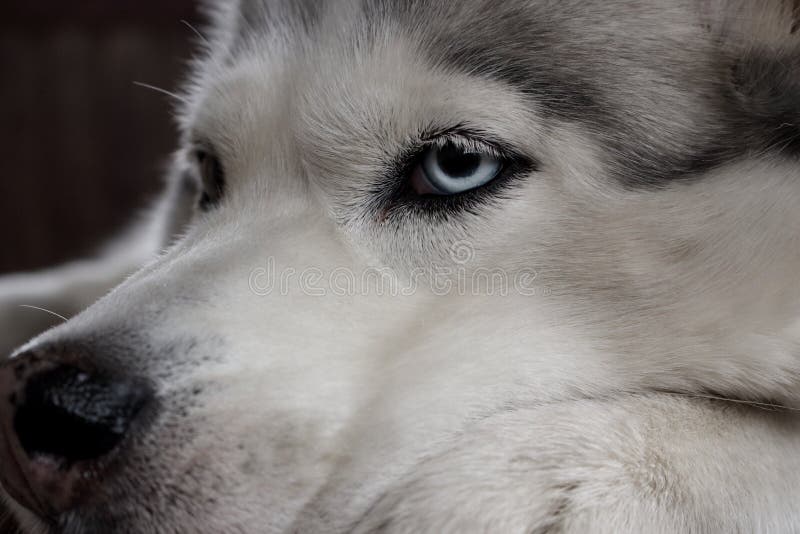 Dichte omhooggaand van Alaska van het hond schor gezicht met blauwe ogen Hondsgezichtsportret