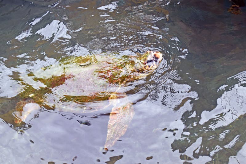 Dichte omhooggaand van een schildpad die in de oceaan zwemmen royalty-vrije stock afbeeldingen Dichte omhooggaand van een schildpad die in de oceaan zwemmen royalty-vrije stock afbeeldingen