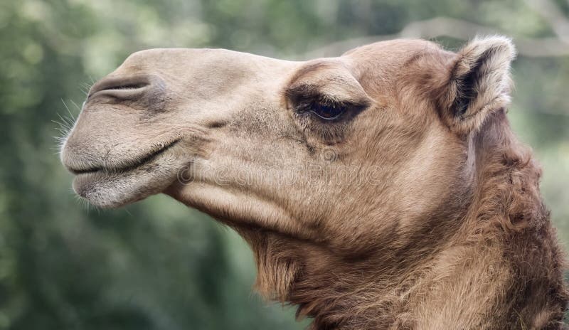 Dichte Omhooggaand van het Hoofd van een Dromedaris of een Kameel stock foto Dichte Omhooggaand van het Hoofd van een Dromedaris of een Kameel stock foto