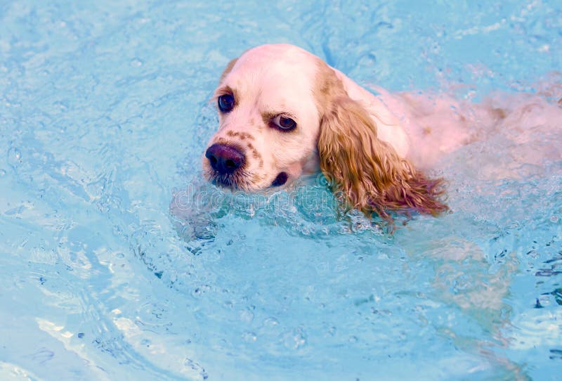 Okie was finally getting tired of swimming ... I've never seen a dog that likes water as much as Opie. I was pleased with this photo because it makes people smile. You can't help but laugh at the mischievous smile. Those eyes look guilty. We've been trying to get him out of the pool for almost a hour. Tired but strong. Enjoy!. Okie was finally getting tired of swimming ... I've never seen a dog that likes water as much as Opie. I was pleased with this photo because it makes people smile. You can't help but laugh at the mischievous smile. Those eyes look guilty. We've been trying to get him out of the pool for almost a hour. Tired but strong. Enjoy!