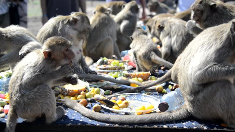 Die Affen essen gerne lokale Speisen, die die Leute dazu bringen, sich beim Affenfest im Thailand zu bedanken.