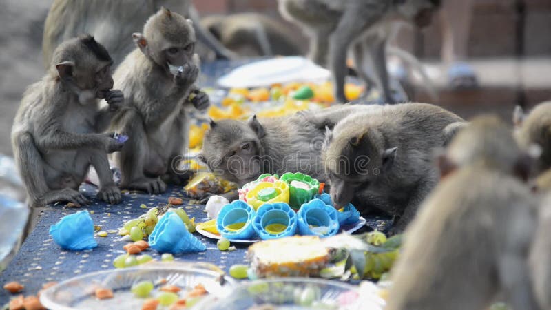 Die Affen essen gerne lokale Speisen, die die Leute dazu bringen, sich beim Affenfest im Thailand zu bedanken.