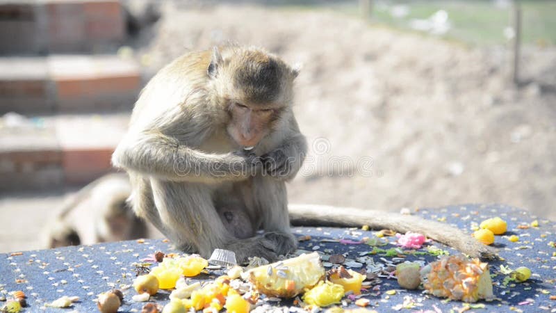 Die Affen essen gerne lokale Speisen, die die Leute dazu bringen, sich beim Affenfest im Thailand zu bedanken.