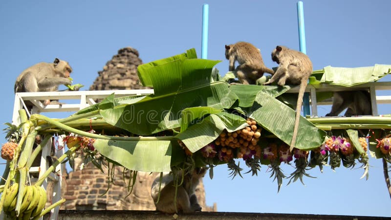 Die Affen essen gerne lokale Speisen, die die Leute dazu bringen, sich beim Affenfest im Thailand zu bedanken.