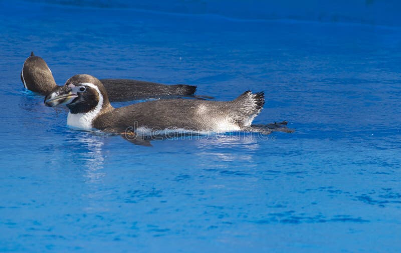 Die afrikanische Pinguin Spheniscus demersus Schwimmen unter blauem Wasser stockbild Die afrikanische Pinguin Spheniscus demersus Schwimmen unter blauem Wasser stockbild