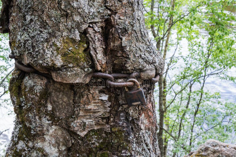 A huge tree struggles for its life, trying to break iron chains. All efforts are in vain. The chains have turned into a bark and will soon destroy the old tree. The Kivach waterfall. Karelia. Russia. A huge tree struggles for its life, trying to break iron chains. All efforts are in vain. The chains have turned into a bark and will soon destroy the old tree. The Kivach waterfall. Karelia. Russia.