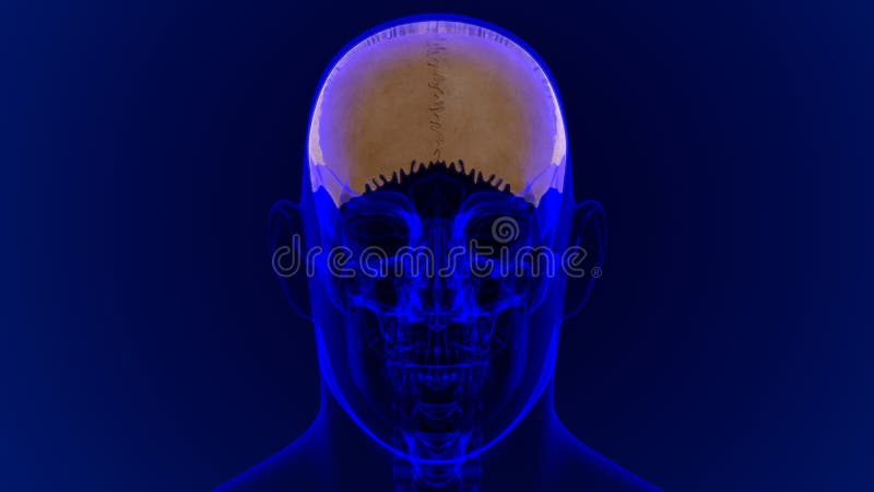 Parietal Stock Illustrationen, Vektoren, & Kliparts ...