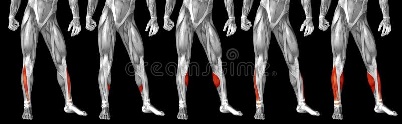 1 493 Bein Muskel Anatomie Fotos Kostenlose Und Royalty Free Stock Fotos Von Dreamstime