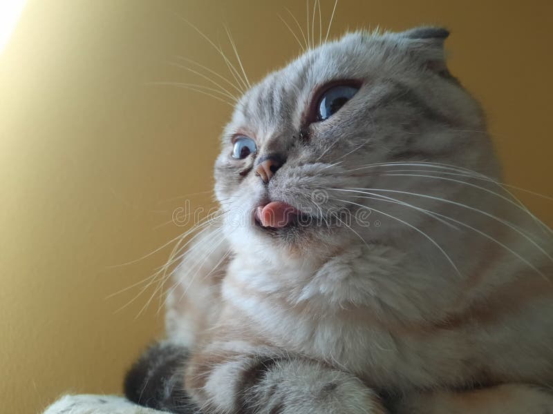 Die außergewöhnlichste Scottish Fold Katze stockbild