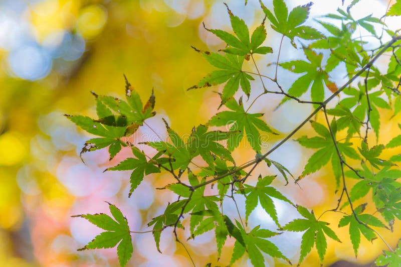 Die Betrachtung des bunten Herbstlaubs Momiji lizenzfreies stockfoto Die Betrachtung des bunten Herbstlaubs Momiji lizenzfreies stockfoto