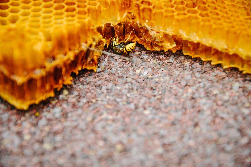Die Biene sitzt auf einem Rahmen mit Honig Sota, Arbeitsbienen mit Bienenwabenhonigzellen Art, Hintergrund des Bienenwachses und