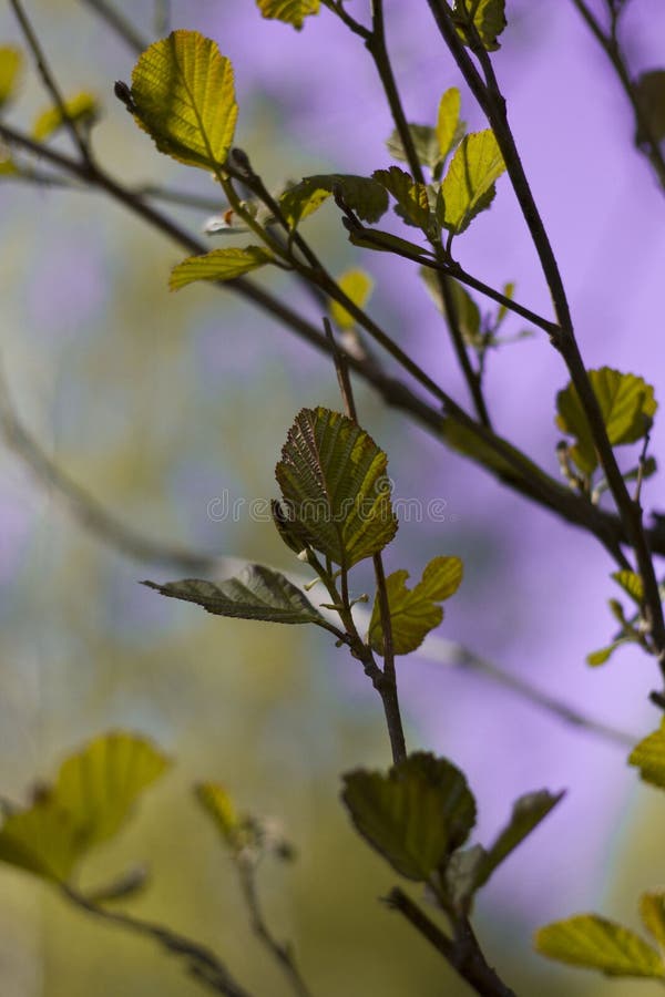 Die bl?henden Kirschniederlassungen beleuchtet durch die Sonne an einem Sommertag im Wald stockfotos Die bl?henden Kirschniederlassungen beleuchtet durch die Sonne an einem Sommertag im Wald stockfotos