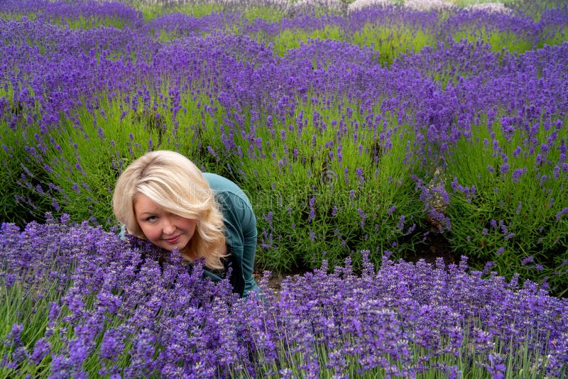 Die Blondine, die auf einem Lavendelgebiet sitzen, schauen oben, während sie die wohlriechenden Blumen schnüffelt stockfotos Die Blondine, die auf einem Lavendelgebiet sitzen, schauen oben, während sie die wohlriechenden Blumen schnüffelt stockfotos
