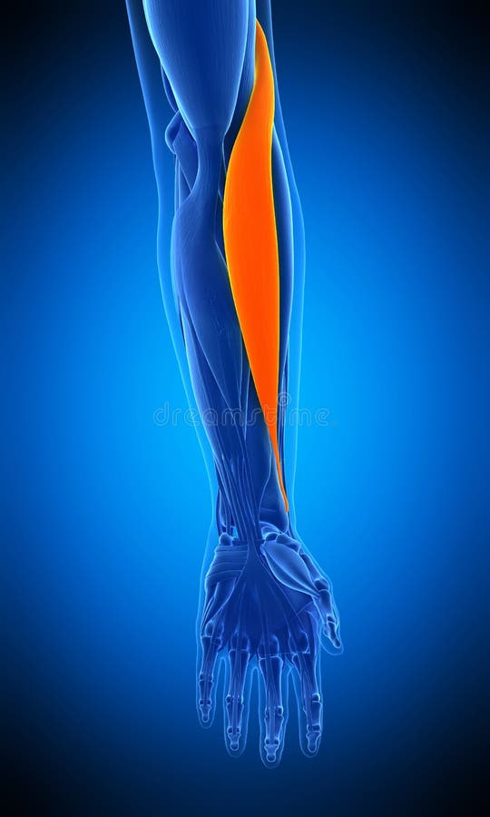 Brachioradialis stock abbildung. Illustration von wissenschaft 168615375