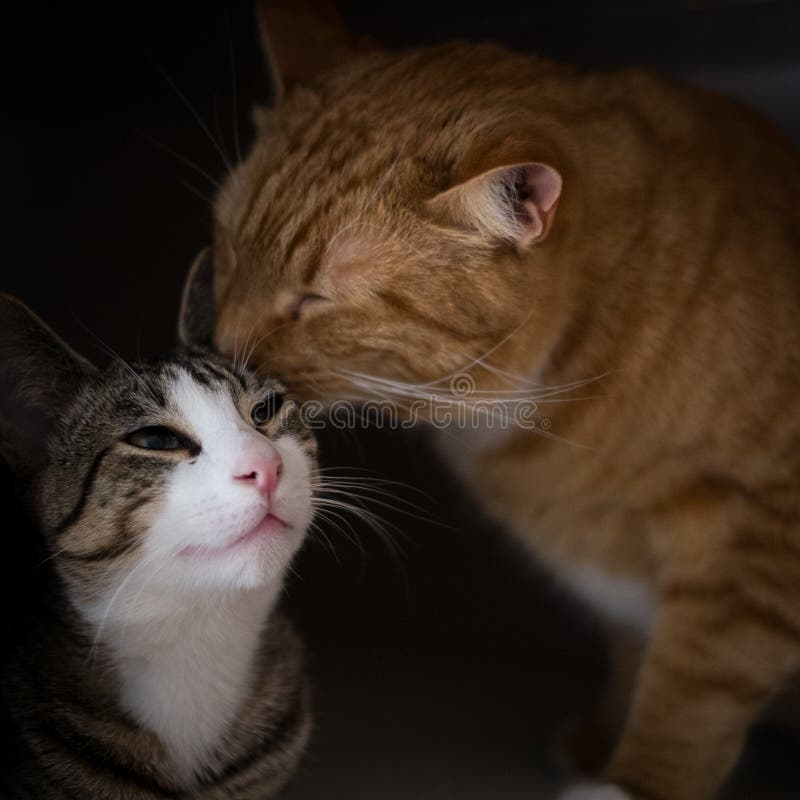 Die Bruderschaft von zwei Katzen lizenzfreie stockfotos
