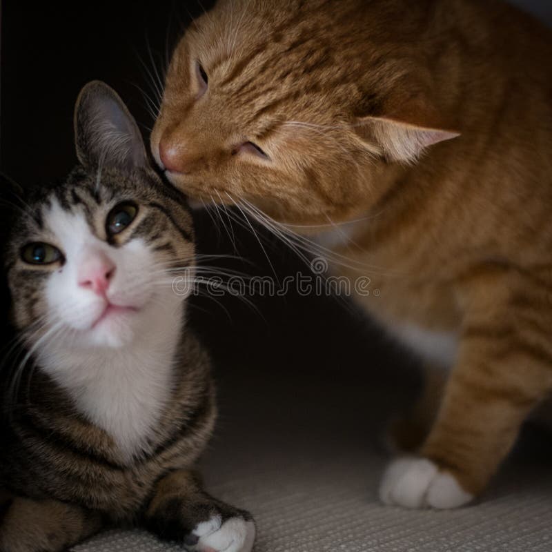 Die Bruderschaft von zwei Katzen stockbild