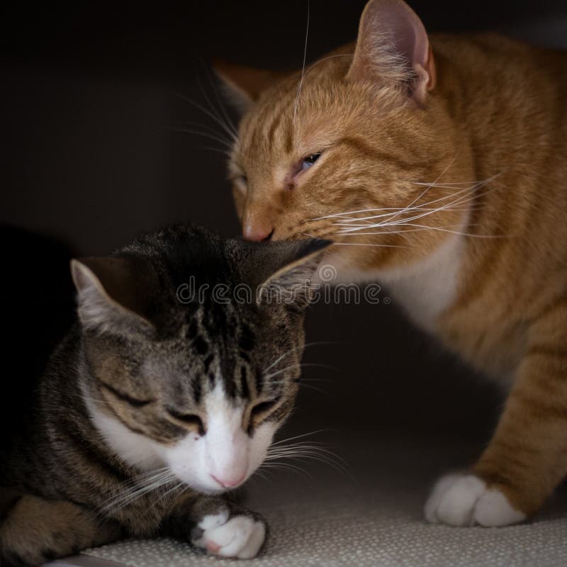 Die Bruderschaft von zwei Katzen stockbilder