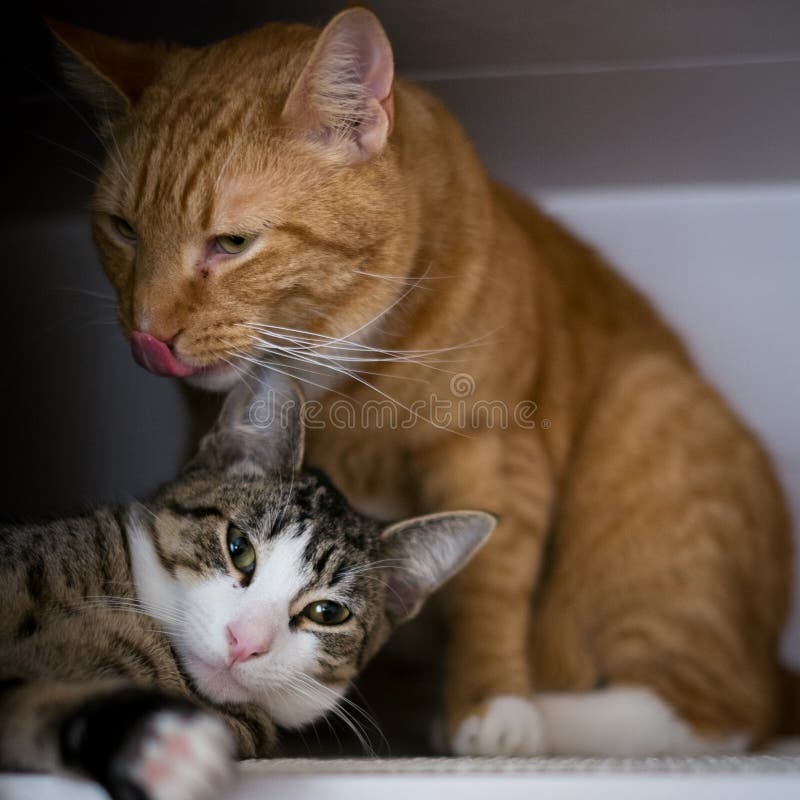 Die Bruderschaft von zwei Katzen stockfotos