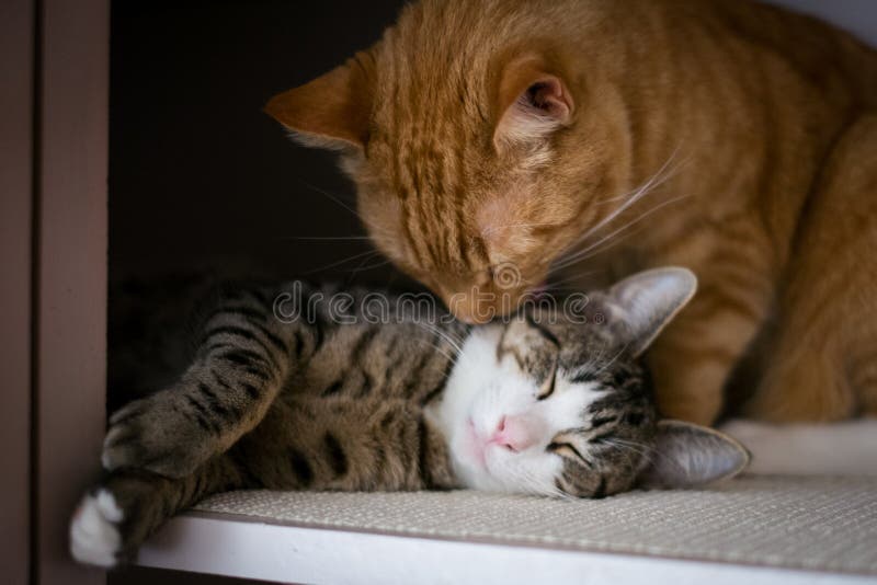 Die Bruderschaft von zwei Katzen lizenzfreies stockfoto