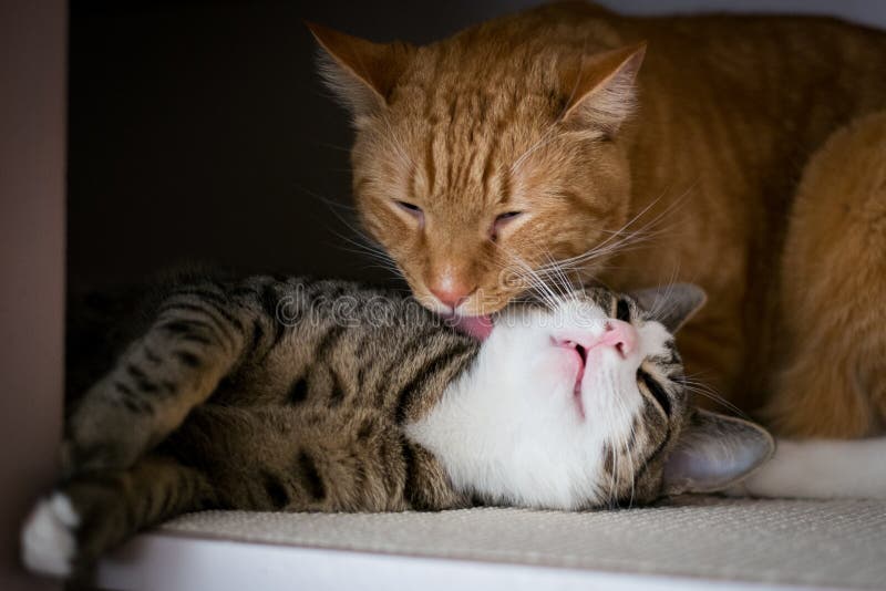 Die Bruderschaft von zwei Katzen lizenzfreies stockbild