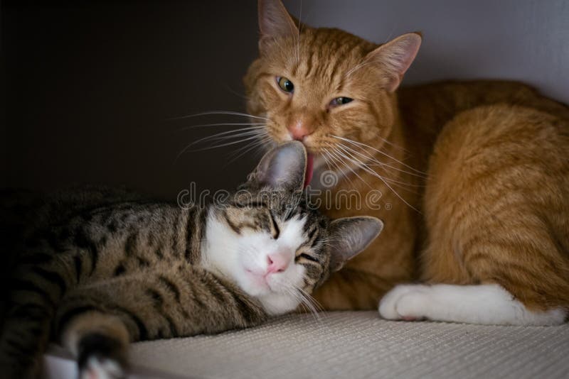 Die Bruderschaft von zwei Katzen lizenzfreie stockfotografie