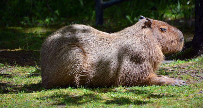 Capybara - das größte Nagetier der Welt lebt in Amerika