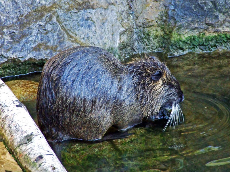 Coypu Oder Nutria (Myocastor Coypus) Im Wasser. Stockbild ...
